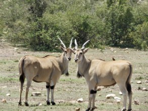 Ol Kinyei Conservancy, Masai Mara